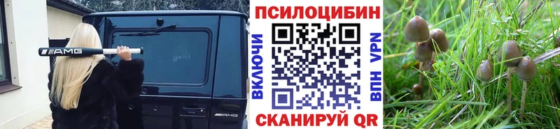 Купить  Гаджиево  Галлюциногенные грибы GOLDEN TEACHER 
